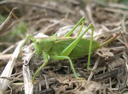 Attēlu rezultāti vaicājumam “Tettigonia cantans”