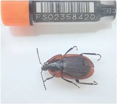 Attēlu rezultāti vaicājumam “Phosphuga atrata”