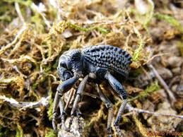 Image result for Brachycerus undatus