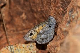 Attēlu rezultāti vaicājumam “Lasiommata megera underside”