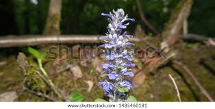 Attēlu rezultāti vaicājumam “Ajuga genevensis”