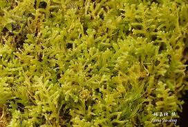 Attēlu rezultāti vaicājumam “Lepidozia reptans”