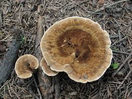 Attēlu rezultāti vaicājumam “Onnia tomentosa”