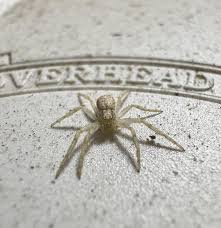 Attēlu rezultāti vaicājumam “Philodromus sp.”