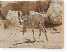 Image result for canis lupus arabs