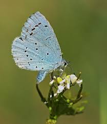 Attēlu rezultāti vaicājumam “Celastrina argiolus underside”