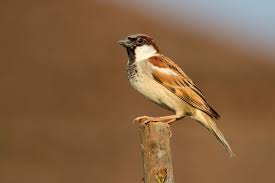 Image result for Passer domesticus