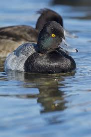 Image result for Aythya affinis