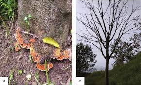 Attēlu rezultāti vaicājumam “Rigidoporus crocatus”