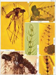 Attēlu rezultāti vaicājumam “Chionaspis salicis imago”