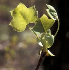 Attēlu rezultāti vaicājumam “Erysimum hieracifolium fruit”