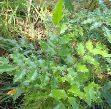 Attēlu rezultāti vaicājumam “Mahonia aquifolium leaf”