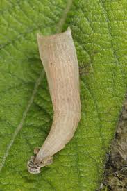 Attēlu rezultāti vaicājumam “Cyclophora pendularia”