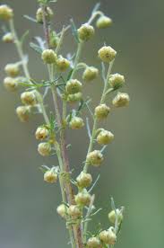 Image result for Artemisia gmelinii