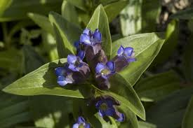 Attēlu rezultāti vaicājumam “Gentiana cruciata flower”