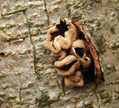 Attēlu rezultāti vaicājumam “Encoelia furfuracea”