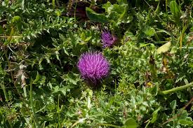 Attēlu rezultāti vaicājumam “Cirsium acaule flower”
