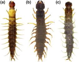 Attēlu rezultāti vaicājumam “Raphidioptera imago”