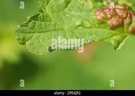 Attēlu rezultāti vaicājumam “Nematus ribesii”