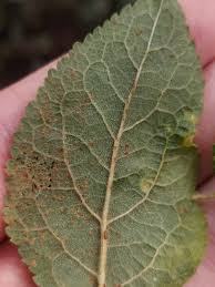 Attēlu rezultāti vaicājumam “Tranzschelia pruni-spinosae spores”