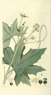 Attēlu rezultāti vaicājumam “Bryonia alba fruit”