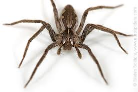 Attēlu rezultāti vaicājumam “Pisaura mirabilis female”