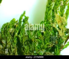 Attēlu rezultāti vaicājumam “Leskea polycarpa macro”