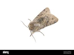 Attēlu rezultāti vaicājumam “Orthosia incerta”