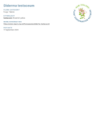 Attēlu rezultāti vaicājumam “Diderma testaceum”