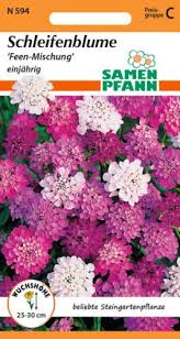 Image result for Schleifenblume