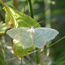 Attēlu rezultāti vaicājumam “Jodis putata”