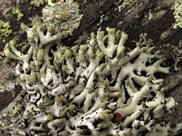 Attēlu rezultāti vaicājumam “Hypogymnia tubulosa”