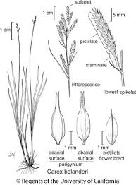 Attēlu rezultāti vaicājumam “Carex viridula flower”