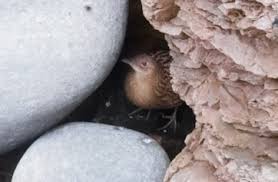 Attēlu rezultāti vaicājumam “Crex crex nest”