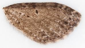 Attēlu rezultāti vaicājumam “Anticollix sparsata”