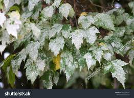 Attēlu rezultāti vaicājumam “Sawadaea tulasnei”