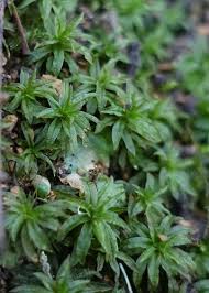 Attēlu rezultāti vaicājumam “Atrichum flavisetum”