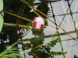 「ヴィクトリア・ウッド」の画像検索結果