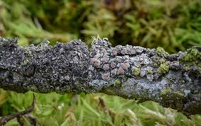 Attēlu rezultāti vaicājumam “Lecanora allophana”