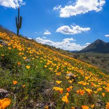 Attēlu rezultāti vaicājumam “Eschscholzia californica flower”