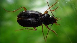 Attēlu rezultāti vaicājumam “Nebria brevicollis”