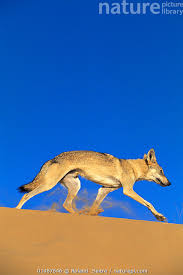 Image result for canis lupus arabs
