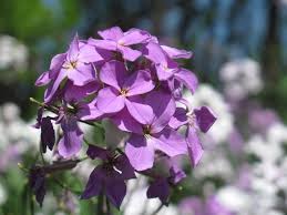 Attēlu rezultāti vaicājumam “Hesperis matronalis”