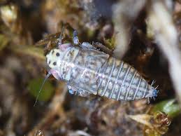 Attēlu rezultāti vaicājumam “Macrosteles nymph”