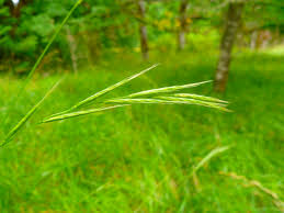 Attēlu rezultāti vaicājumam “Brachypodium sylvaticum leaf”