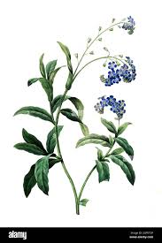 Image result for Vergissmeinnicht