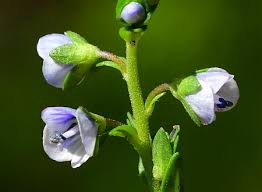 Attēlu rezultāti vaicājumam “Veronica serpyllifolia flower”