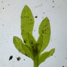 Attēlu rezultāti vaicājumam “Fissidens bryoides sporophyte”