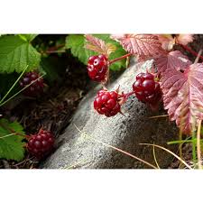 Attēlu rezultāti vaicājumam “Rubus arcticus”