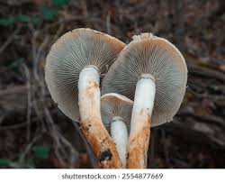 Attēlu rezultāti vaicājumam “Hypholoma lateritium”